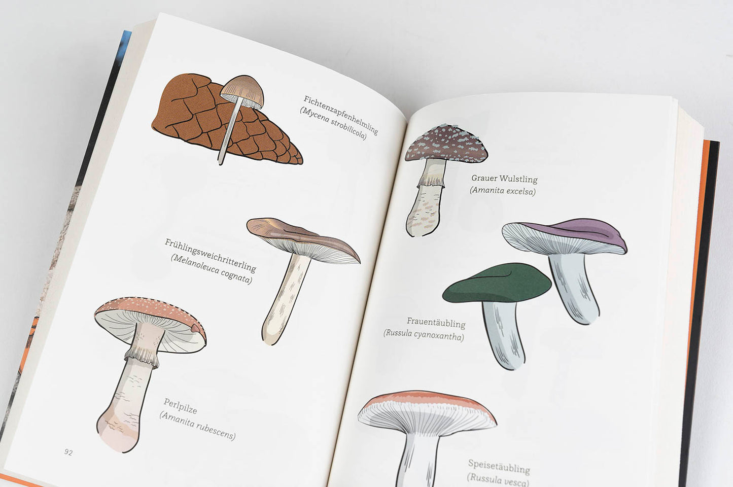 Tristan Jurisch | In den Pilzen