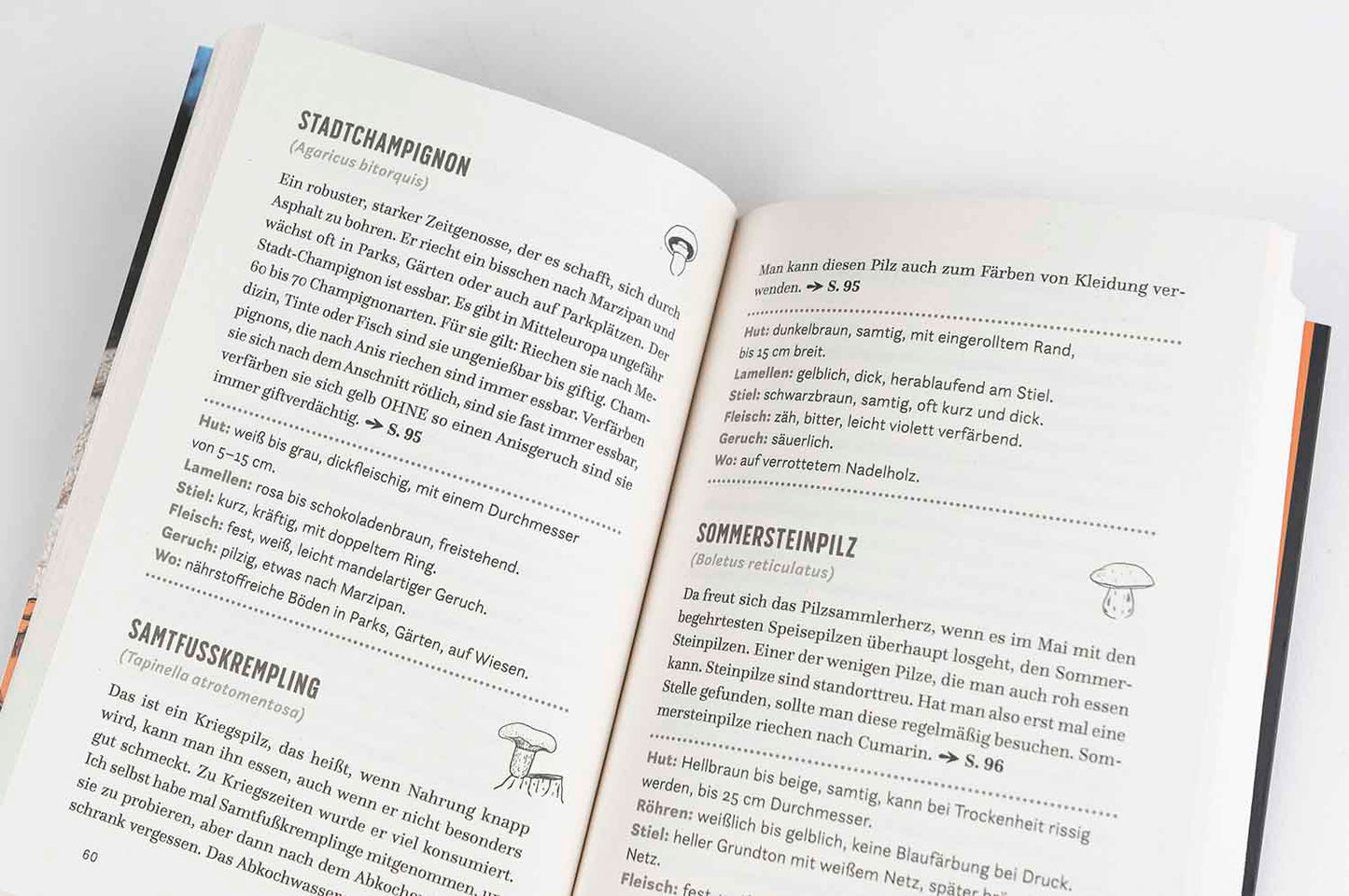 Tristan Jurisch | In den Pilzen